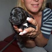 Staffordshire bull terrier Twiggy