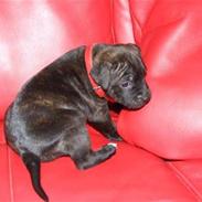 Staffordshire bull terrier Twiggy