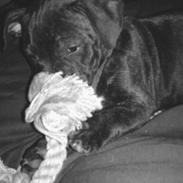 Staffordshire bull terrier Twiggy