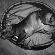 Staffordshire bull terrier Twiggy