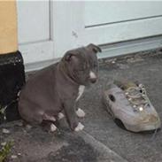 Amerikansk staffordshire terrier Armani DK´sFlotteste(Blå)