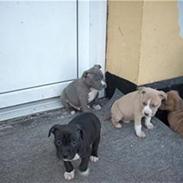 Amerikansk staffordshire terrier Armani DK´sFlotteste(Blå)