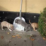 Amerikansk staffordshire terrier Armani DK´sFlotteste(Blå)