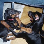 Dobermann Alfa R.I.P.