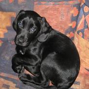 Labrador retriever Zita