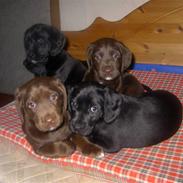 Labrador retriever Zita