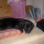 Labrador retriever Zita