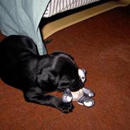 Labrador retriever Zita