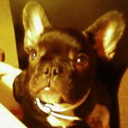 Fransk bulldog RIP Gizmo Gonzarles