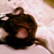 Fransk bulldog RIP Gizmo Gonzarles