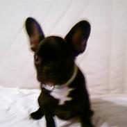 Fransk bulldog RIP Gizmo Gonzarles