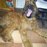 Briard Mistrall