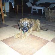 Briard Mistrall