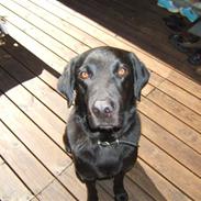 Labrador retriever trille