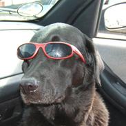 Labrador retriever trille