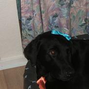 Labrador retriever trille