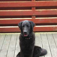 Labrador retriever trille