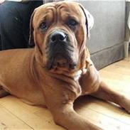 Blanding af racer bisse