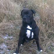 Amerikansk staffordshire terrier Tido