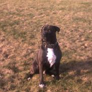 Amerikansk staffordshire terrier Tido