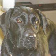 Labrador retriever Amanda