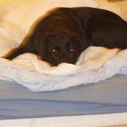 Labrador retriever Amanda