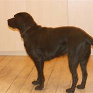 Labrador retriever Amanda