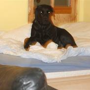 Labrador retriever Amanda