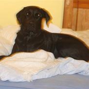 Labrador retriever Amanda