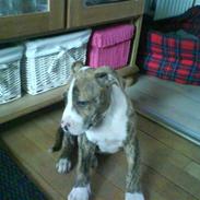 Amerikansk staffordshire terrier JarcQo