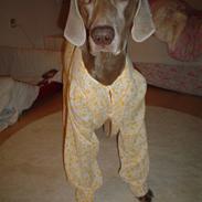 Weimaraner Bastian