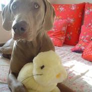 Weimaraner Bastian