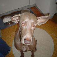 Weimaraner Bastian