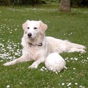 Golden retriever Tulle