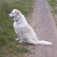 Golden retriever Tulle