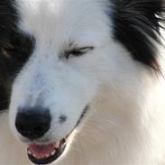 Border collie » Lucky