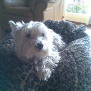 West highland white terrier Miro