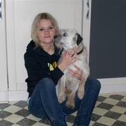 Border terrier holger:P død:´(