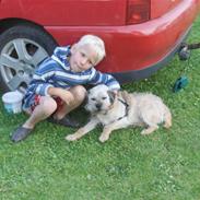 Border terrier holger:P død:´(