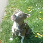 Blanding af racer Sif