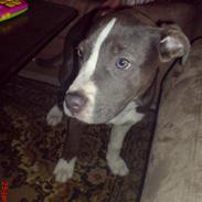 Blanding af racer Sif