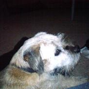 Border terrier holger:P død:´(