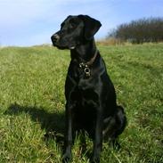 Labrador retriever Charlie