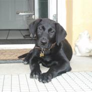 Labrador retriever Charlie