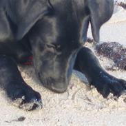 Labrador retriever Charlie