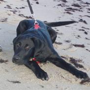 Labrador retriever Charlie