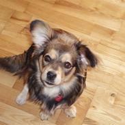 Blanding af racer Matilde