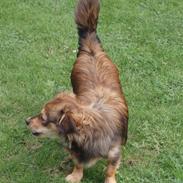 Blanding af racer Matilde