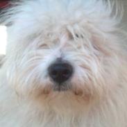 Coton de tulear Loke