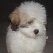 Coton de tulear Loke